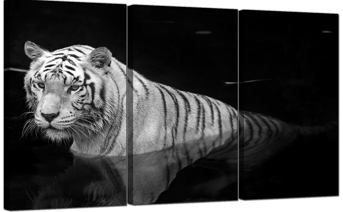 tiger canvas wall print